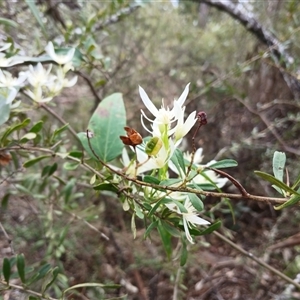 Clematis glycinoides at Bungonia, NSW - 4 Oct 2024 12:14 PM