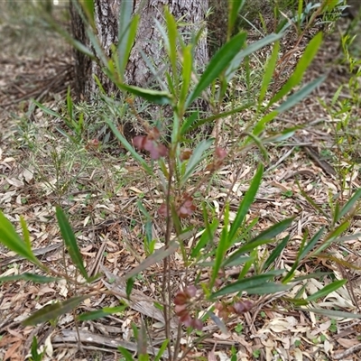 Dodonaea viscosa subsp. spatulata (Broad-leaved Hop Bush) at Bungonia, NSW - 4 Oct 2024 by mahargiani