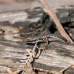 Eulamprus heatwolei at Budawang, NSW - 7 Oct 2024