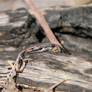 Eulamprus heatwolei at Budawang, NSW - 7 Oct 2024