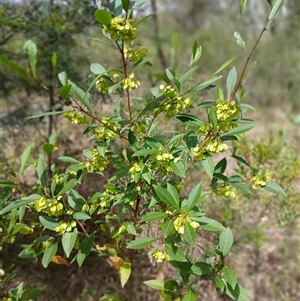 Dodonaea triquetra at Bungonia, NSW - 4 Oct 2024 12:18 PM