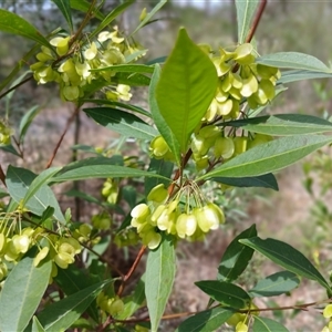 Dodonaea triquetra at Bungonia, NSW - 4 Oct 2024 12:18 PM