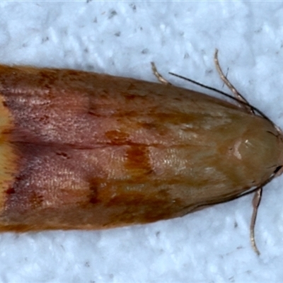 Tachystola anthera (A Concealer moth (Chezala group)) at Bulli, NSW - 5 Oct 2024 by jb2602