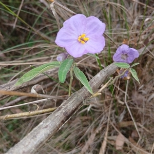 Solanum celatum at Bungonia, NSW - 4 Oct 2024