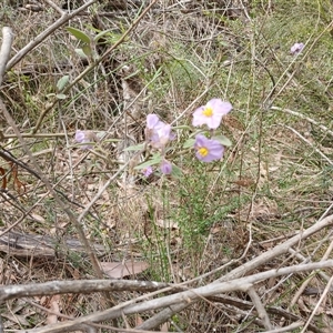 Solanum celatum at Bungonia, NSW - 4 Oct 2024