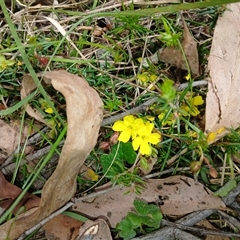 Hibbertia acicularis (Prickly Guinea-flower) at Bungonia, NSW - 4 Oct 2024 by mahargiani