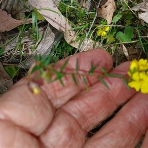 Hibbertia acicularis at Bungonia, NSW - 4 Oct 2024