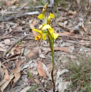 Diuris sulphurea at Bungonia, NSW - suppressed