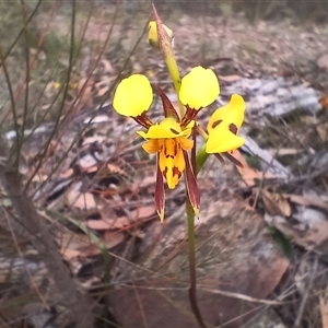 Diuris sulphurea at Bungonia, NSW - suppressed