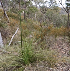 Xanthorrhoea concava at Bungonia, NSW - suppressed