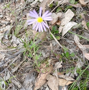 Brachyscome rigidula at Bungonia, NSW - 4 Oct 2024 12:49 PM