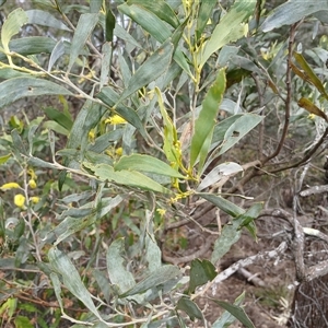 Acacia binervia at Bungonia, NSW - 4 Oct 2024 01:05 PM