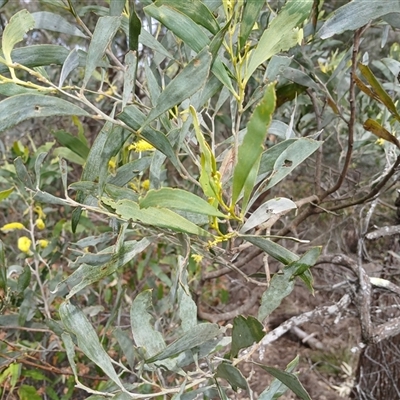 Acacia binervia (Coastal Myall, Kai'arrewan) at Bungonia, NSW - 4 Oct 2024 by mahargiani