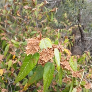 Lasiopetalum macrophyllum at Bungonia, NSW - 4 Oct 2024