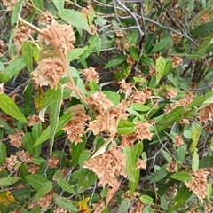 Lasiopetalum macrophyllum at Bungonia, NSW - 4 Oct 2024 01:05 PM