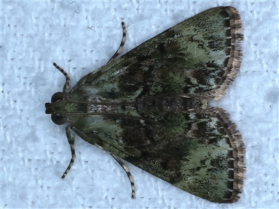 Stericta bryomima (A Pyralid moth) at Bulli, NSW - 4 Oct 2024 by jb2602