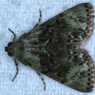 Stericta bryomima (A Pyralid moth (Epipaschiinae subfam.)) at Bulli, NSW - 4 Oct 2024 by jb2602