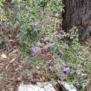 Dampiera purpurea at Bungonia, NSW - 4 Oct 2024