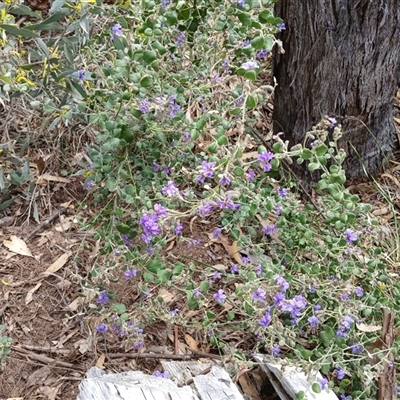 Dampiera purpurea (Purple Dampiera) at Bungonia, NSW - 4 Oct 2024 by mahargiani