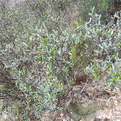 Beyeria viscosa (Pinkwood) at Bungonia, NSW - 4 Oct 2024 by mahargiani