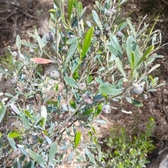 Beyeria viscosa at Bungonia, NSW - 4 Oct 2024