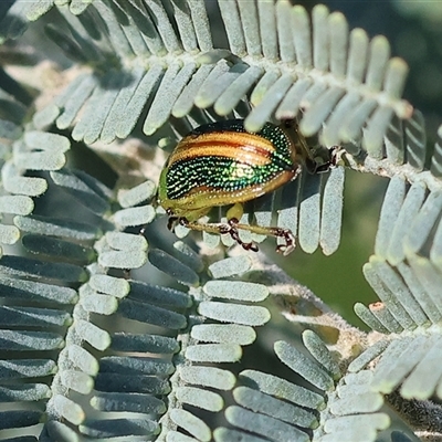 Calomela vittata (Acacia leaf beetle) at Yackandandah, VIC - 8 Oct 2024 by KylieWaldon