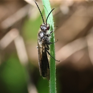 Unidentified Wasp (Hymenoptera, Apocrita) at Yackandandah, VIC by KylieWaldon