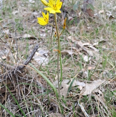 Bulbine bulbosa (Golden Lily, Bulbine Lily) at Kambah, ACT - 8 Oct 2024 by LPadg