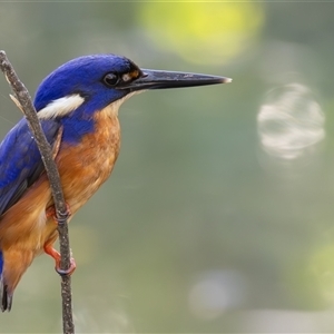 Ceyx azureus (Azure Kingfisher) at Port Macquarie, NSW by rawshorty