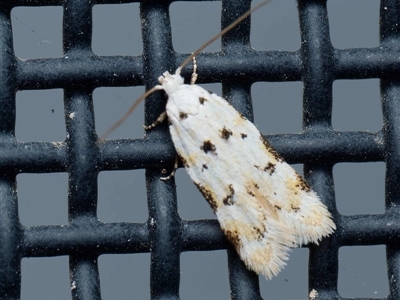 Ischnomorpha charierga (A Concealer moth (Barea group) at Harrison, ACT - 7 Oct 2024 by DPRees125