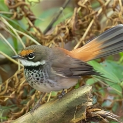 Rhipidura rufifrons (Rufous Fantail) at Port Macquarie, NSW - 5 Oct 2024 by rawshorty