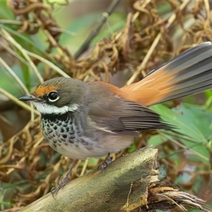 Rhipidura rufifrons (Rufous Fantail) at Port Macquarie, NSW by rawshorty