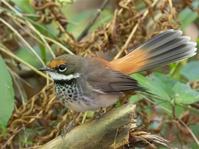 Rhipidura rufifrons (Rufous Fantail) at Port Macquarie, NSW - 5 Oct 2024 by rawshorty