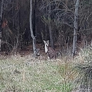 Unidentified at suppressed - 7 Oct 2024