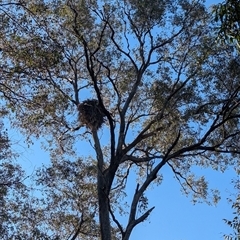 Aquila audax (Wedge-tailed Eagle) at Jindera, NSW - 3 Oct 2024 by Darcy