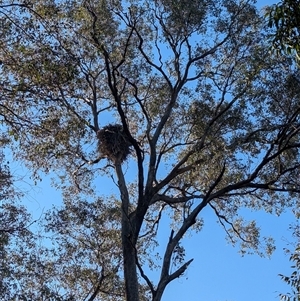 Aquila audax (Wedge-tailed Eagle) at Jindera, NSW by Darcy