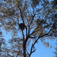 Aquila audax at Jindera, NSW - suppressed