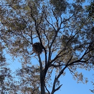 Aquila audax at Jindera, NSW - suppressed