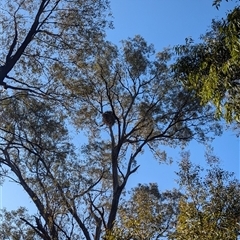 Aquila audax at Jindera, NSW - 3 Oct 2024