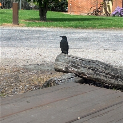 Strepera graculina (Pied Currawong) at Splitters Creek, NSW - 7 Oct 2024 by Darcy