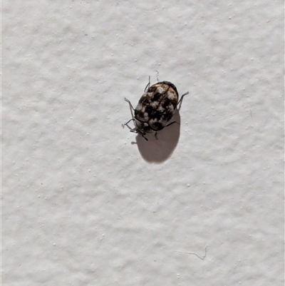 Anthrenus verbasci (Varied or Variegated Carpet Beetle) at North Albury, NSW - 8 Oct 2024 by Darcy