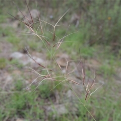 Aristida ramosa (Purple Wire Grass) at Conder, ACT - 7 Jan 2024 by MichaelBedingfield