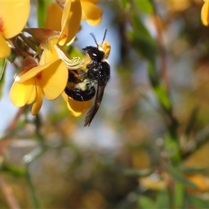 Lasioglossum sp. at Couridjah, NSW - 8 Sep 2024 03:00 PM