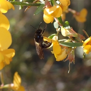 Lasioglossum sp. (genus) at Couridjah, NSW - 8 Sep 2024 03:00 PM
