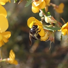 Lasioglossum sp. at Couridjah, NSW - 8 Sep 2024 03:00 PM