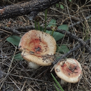 Solenogyne dominii at Conder, ACT - 7 Jan 2024