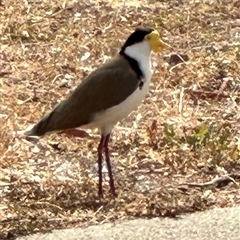 Vanellus miles (Masked Lapwing) at Macquarie, ACT - 8 Oct 2024 by lbradley