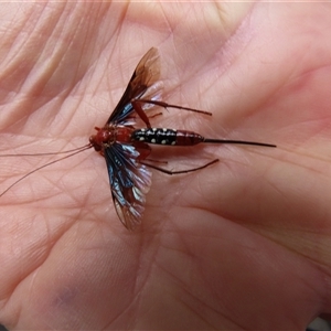 Lissopimpla excelsa at Acton, ACT - 8 Oct 2024