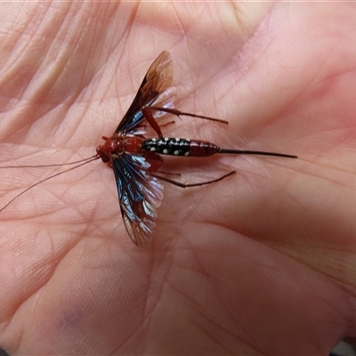 Lissopimpla excelsa (Orchid dupe wasp, Dusky-winged Ichneumonid) at Acton, ACT - 8 Oct 2024 by SandraH