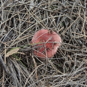 Russula sp. (genus) at Conder, ACT - 7 Jan 2024